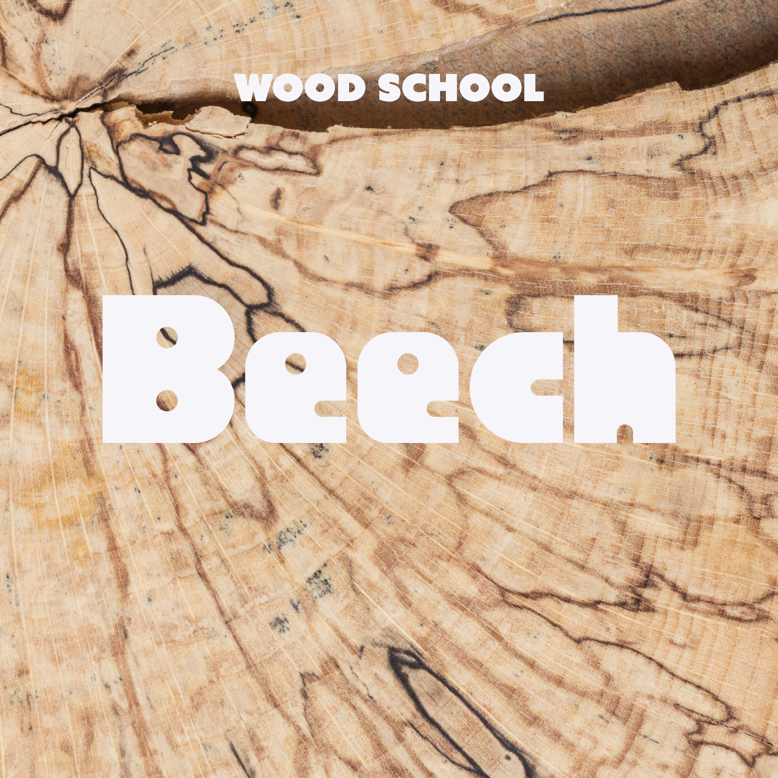 Beech