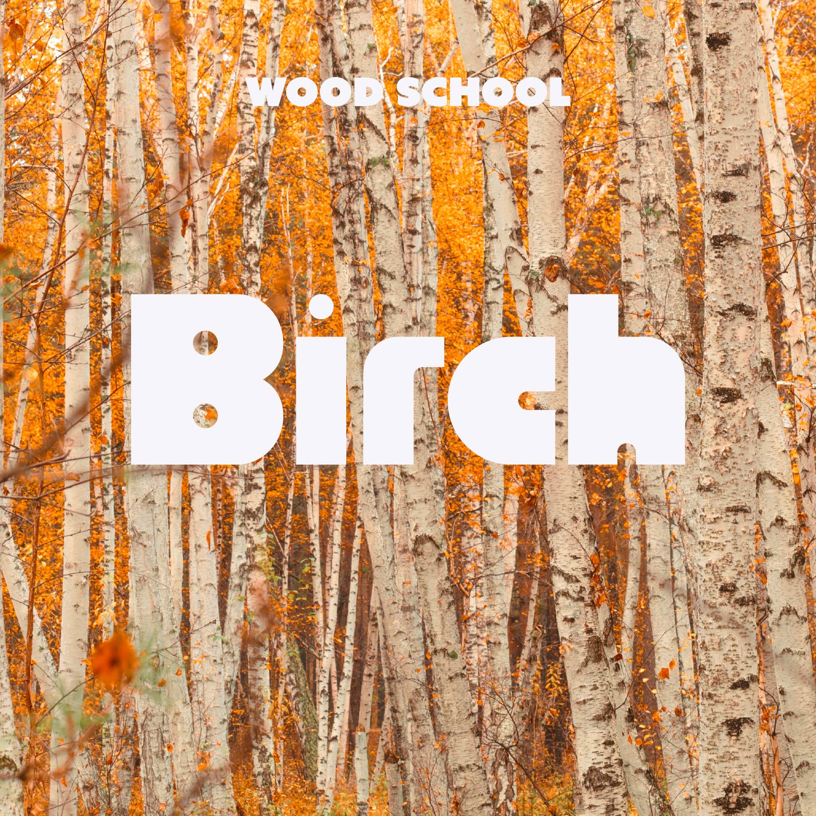 Birch
