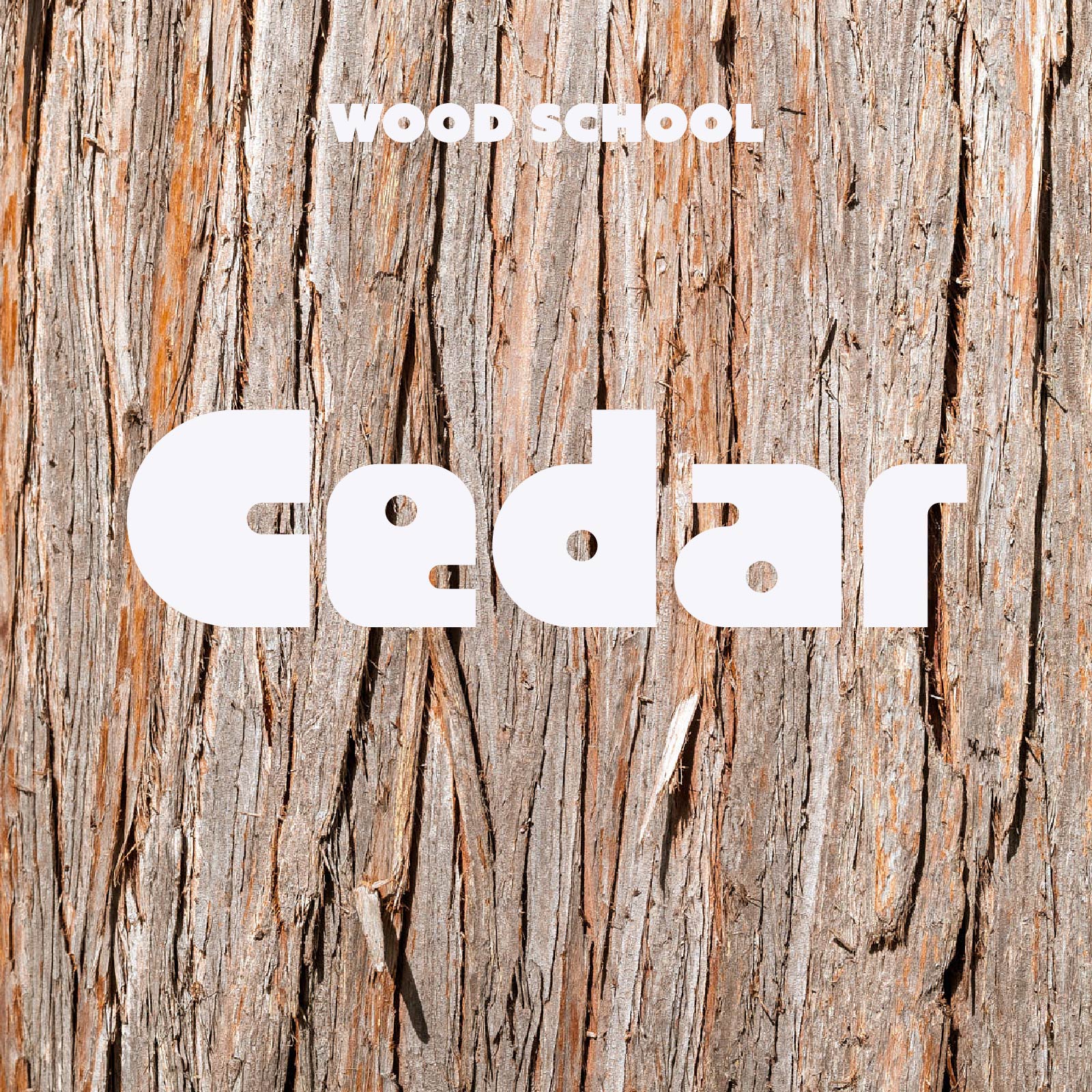Cedar